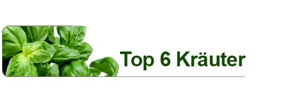Top 6 Kräuter